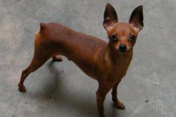 小鹿犬怎么訓練 養小鹿犬要注意什么