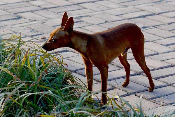 小鹿犬為什么沒人養(yǎng) 小鹿犬的缺點是什么