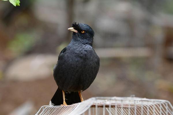 八哥鳥市場價格多少錢一只 八哥鳥吃什么食物
