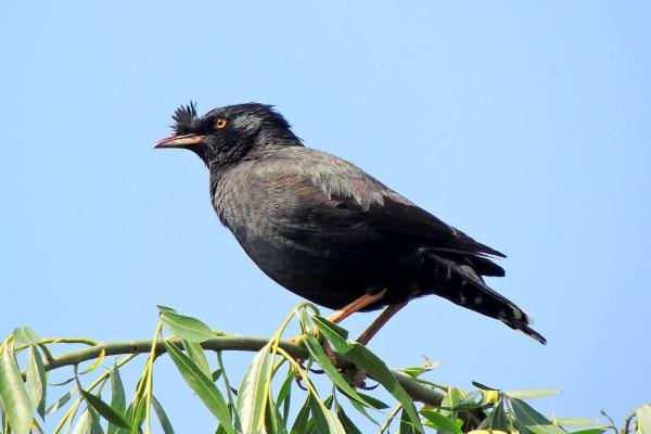 八哥怎么養(yǎng)才會(huì)說話 八哥什么時(shí)候教說話最好