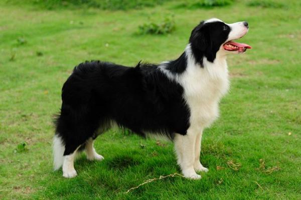 邊牧立耳好還是折耳好 如何挑選邊牧幼犬