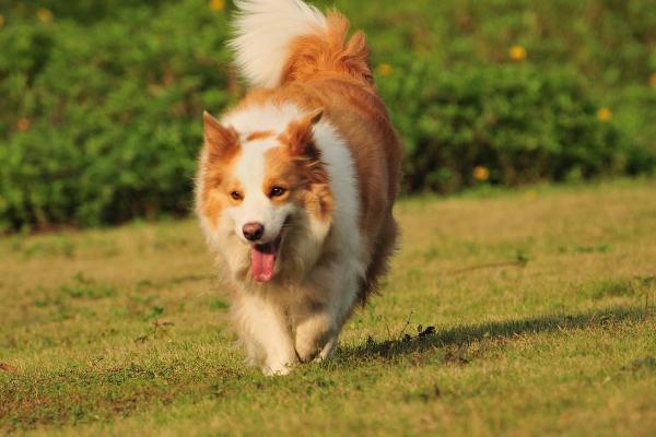 養邊牧的好處和壞處 邊牧被主人打后的表現