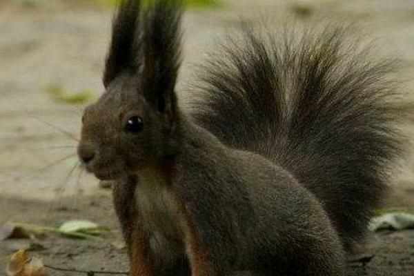 魔王松鼠對人的危害 魔王松鼠認主人的表現