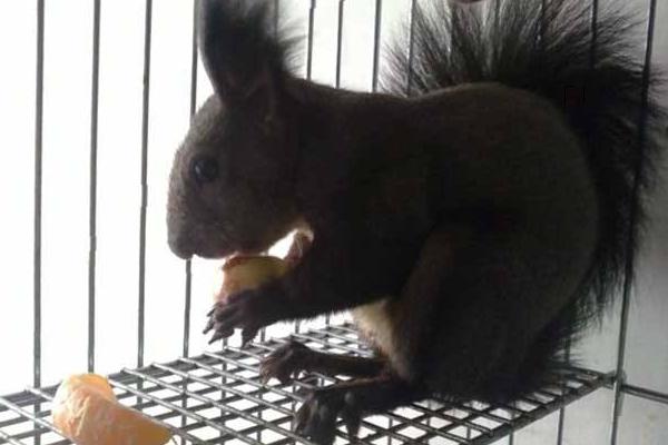 魔王松鼠對人的危害 魔王松鼠認主人的表現