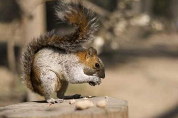 魔王松鼠對人的危害 魔王松鼠認主人的表現