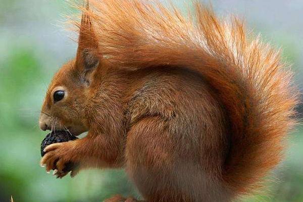 魔王松鼠對人的危害 魔王松鼠認主人的表現