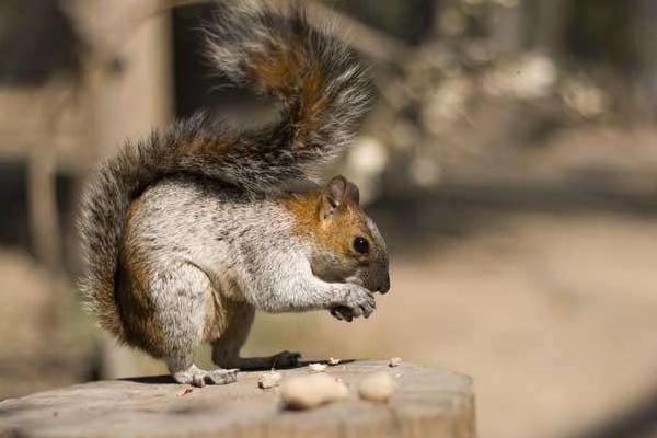 魔王松鼠市場價格多少錢一只 魔王松鼠吃什么食物