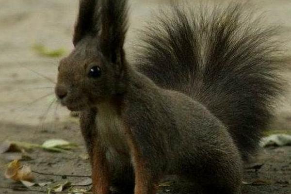 魔王松鼠市場價格多少錢一只 魔王松鼠吃什么食物
