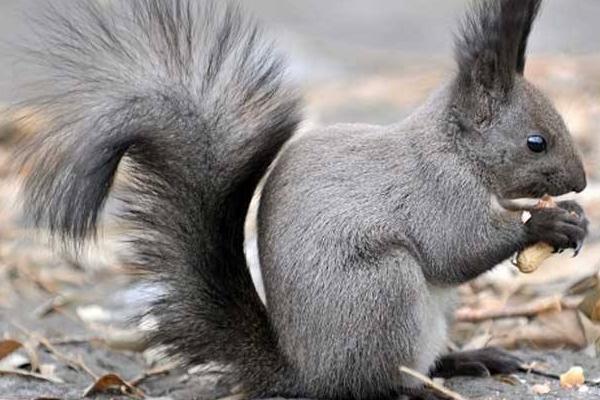 魔王松鼠市場價格多少錢一只 魔王松鼠吃什么食物