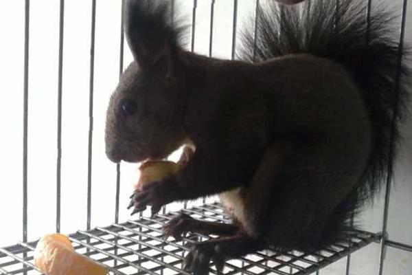 魔王松鼠市場價格多少錢一只 魔王松鼠吃什么食物