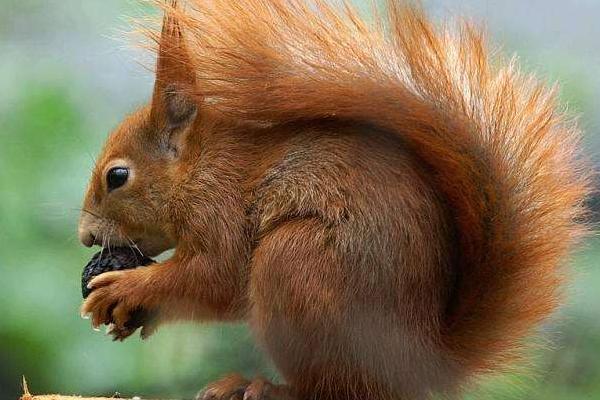 魔王松鼠市場價格多少錢一只 魔王松鼠吃什么食物