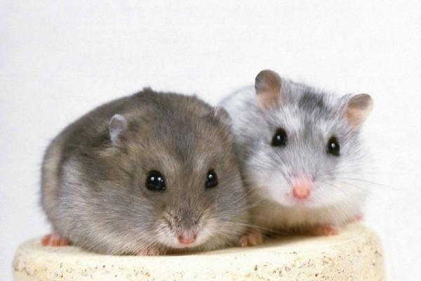 倉(cāng)鼠的種類有哪些 倉(cāng)鼠如何分辨公母