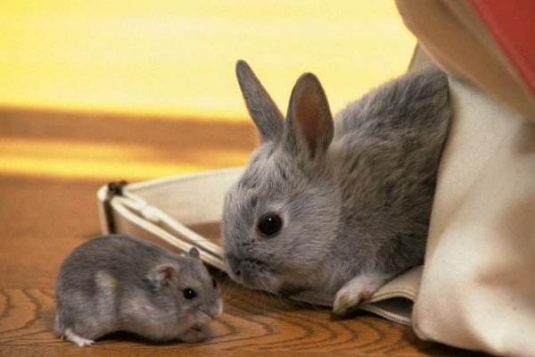 倉鼠的種類有哪些 倉鼠如何分辨公母