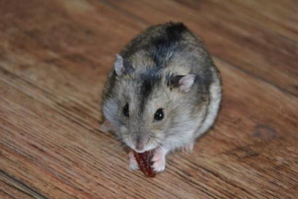 倉鼠的種類有哪些 倉鼠如何分辨公母