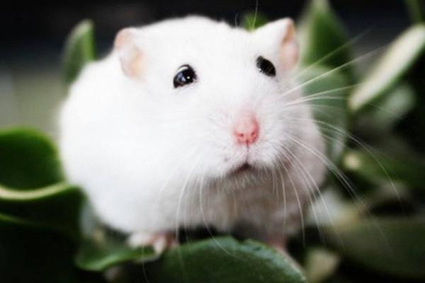 倉鼠的種類有哪些 倉鼠如何分辨公母