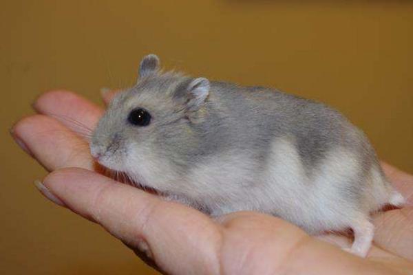 倉鼠的種類有哪些 倉鼠如何分辨公母