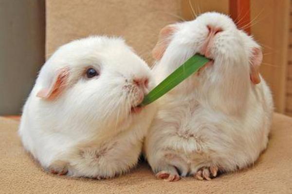 倉鼠的種類有哪些 倉鼠如何分辨公母