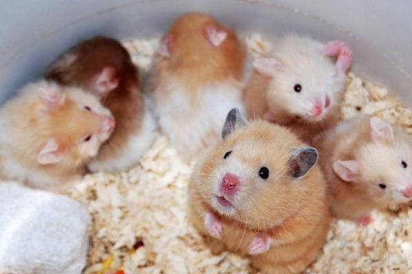 倉鼠的種類有哪些 倉鼠如何分辨公母