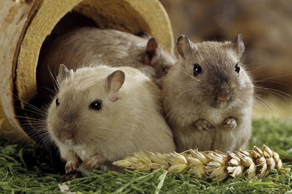 倉鼠的種類有哪些 倉鼠如何分辨公母