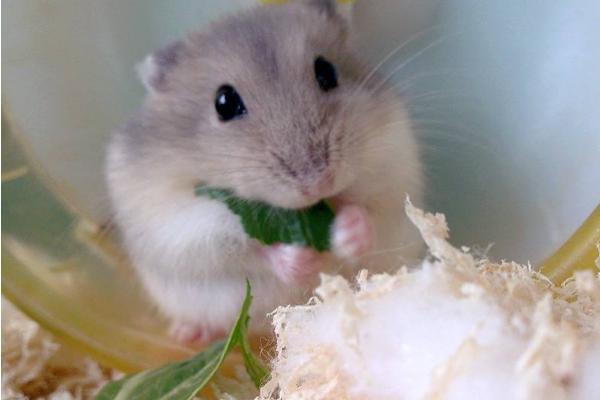 倉鼠的種類有哪些 倉鼠如何分辨公母