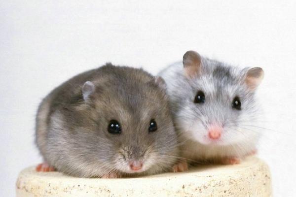 倉(cāng)鼠沒(méi)有木屑會(huì)不會(huì)死 倉(cāng)鼠不喝水怎么辦