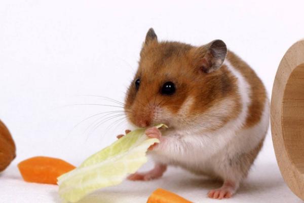 倉(cāng)鼠沒(méi)有木屑會(huì)不會(huì)死 倉(cāng)鼠不喝水怎么辦