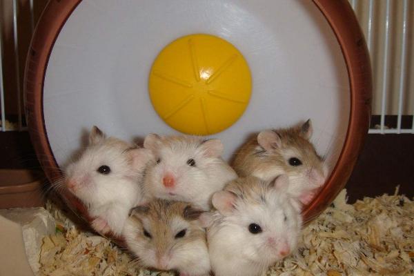 倉(cāng)鼠沒(méi)有木屑會(huì)不會(huì)死 倉(cāng)鼠不喝水怎么辦