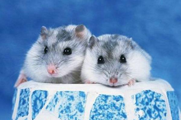 倉(cāng)鼠會(huì)咬人嗎 家里養(yǎng)倉(cāng)鼠對(duì)人有害嗎