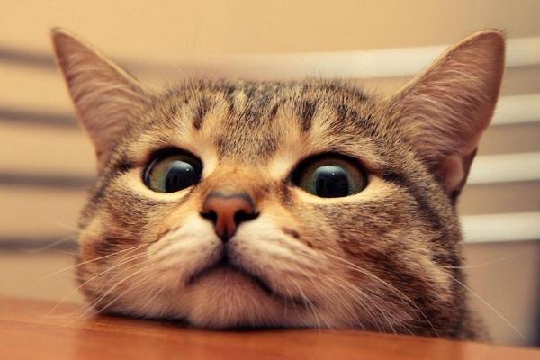 貓為什么一直叫不停 貓為什么怕水