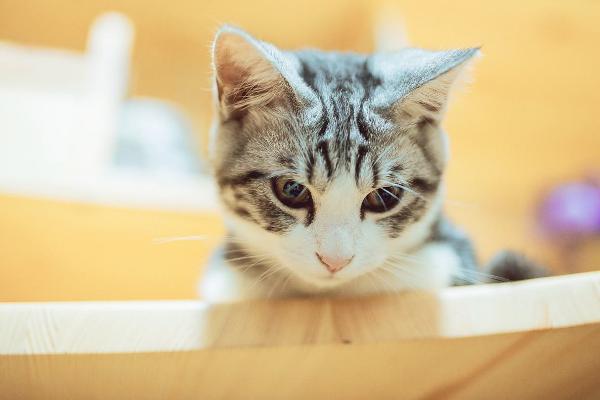 貓生小貓為什么不能看 母貓為什么吃小貓