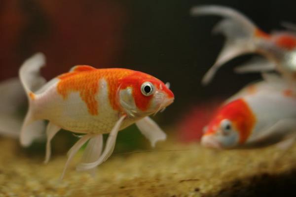 龍鳳錦鯉什么顏色最好 龍鳳錦鯉市場價格多少錢一條