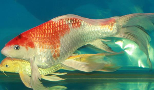龍鳳錦鯉什么顏色最好 龍鳳錦鯉市場價格多少錢一條