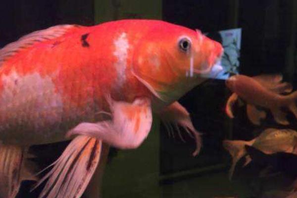 龍鳳錦鯉什么顏色最好 龍鳳錦鯉市場價格多少錢一條