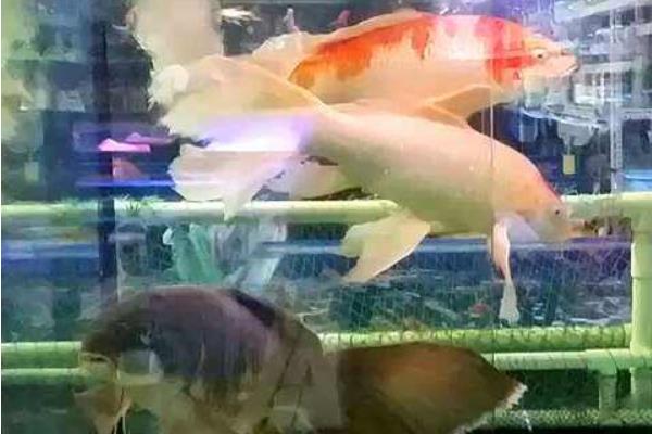 龍鳳錦鯉什么顏色最好 龍鳳錦鯉市場價格多少錢一條