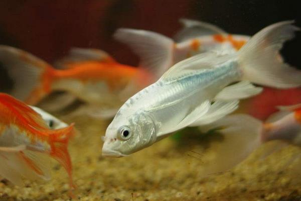 龍鳳錦鯉什么顏色最好 龍鳳錦鯉市場價格多少錢一條