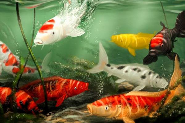 龍鳳錦鯉什么顏色最好 龍鳳錦鯉市場價格多少錢一條