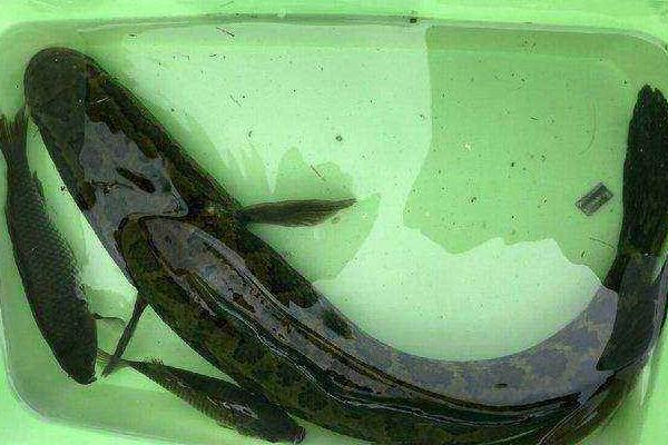 路亞黑魚什么時間最好 路亞黑魚用什么餌最好