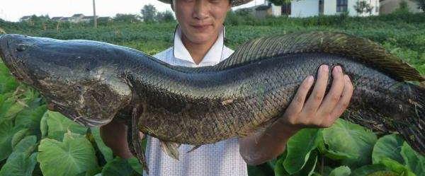 路亞黑魚什么時間最好 路亞黑魚用什么餌最好