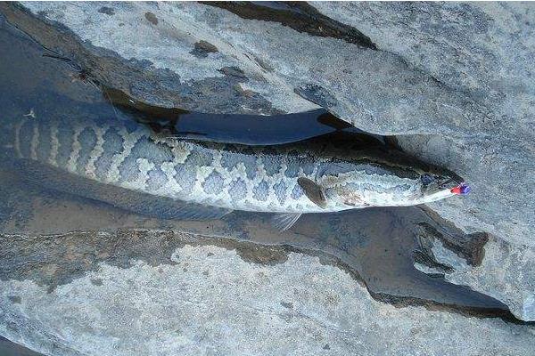 路亞黑魚什么時間最好 路亞黑魚用什么餌最好