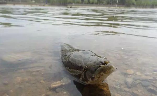 路亞黑魚什么時間最好 路亞黑魚用什么餌最好