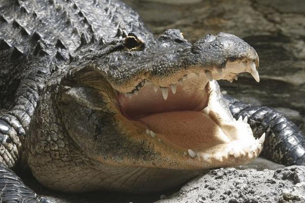 夢見鱷魚是什么意思 女人夢到鱷魚有什么預兆