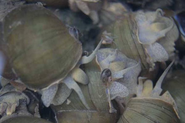 泥鰍田螺混養(yǎng)技術 飼養(yǎng)的田螺吃什么飼料