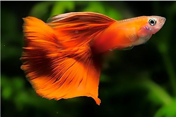 清道夫可以和孔雀魚一起養嗎 孔雀魚可以和蝦混養嗎