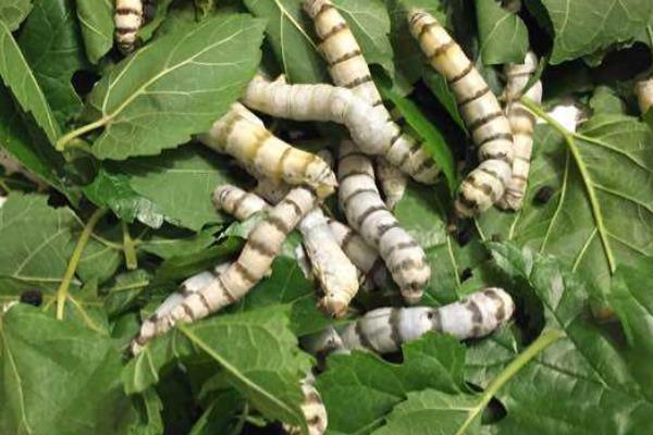 虎蠶和白蠶的區別是什么 虎蠶會吃白蠶嗎