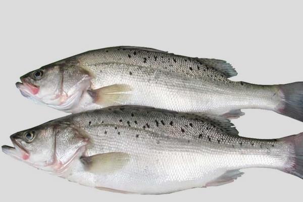 鱸魚有刺嗎 鱸魚是海鮮嗎 鱸魚貴嗎