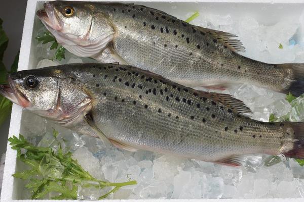鱸魚有刺嗎 鱸魚是海鮮嗎 鱸魚貴嗎