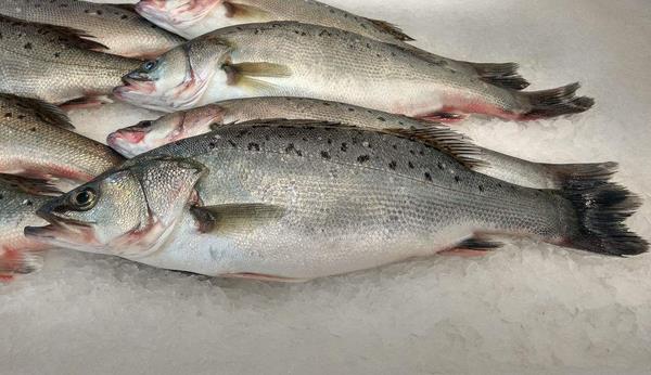 鱸魚有刺嗎 鱸魚是海鮮嗎 鱸魚貴嗎