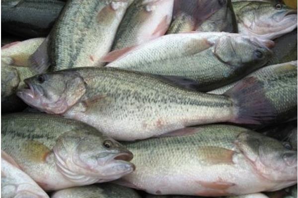 鱸魚有刺嗎 鱸魚是海鮮嗎 鱸魚貴嗎