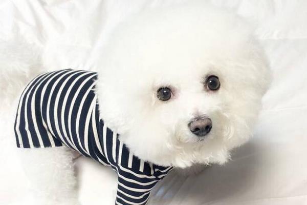 女生為什么不能養比熊 比熊一生認幾個主人