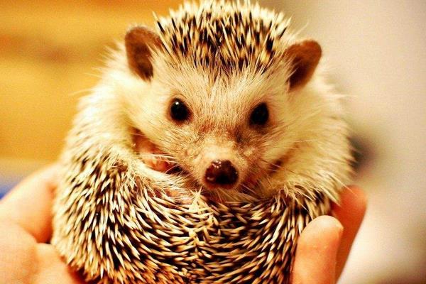 晚上看見刺猬預(yù)示什么 刺猬進(jìn)宅的征兆和說法